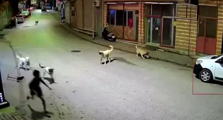 Ordu’da 10 yaşındaki çocuk evine giderken sahipsiz köpeklerin saldırısına uğradı