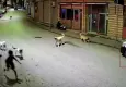 Ordu’da 10 yaşındaki çocuk evine giderken sahipsiz köpeklerin saldırısına uğradı