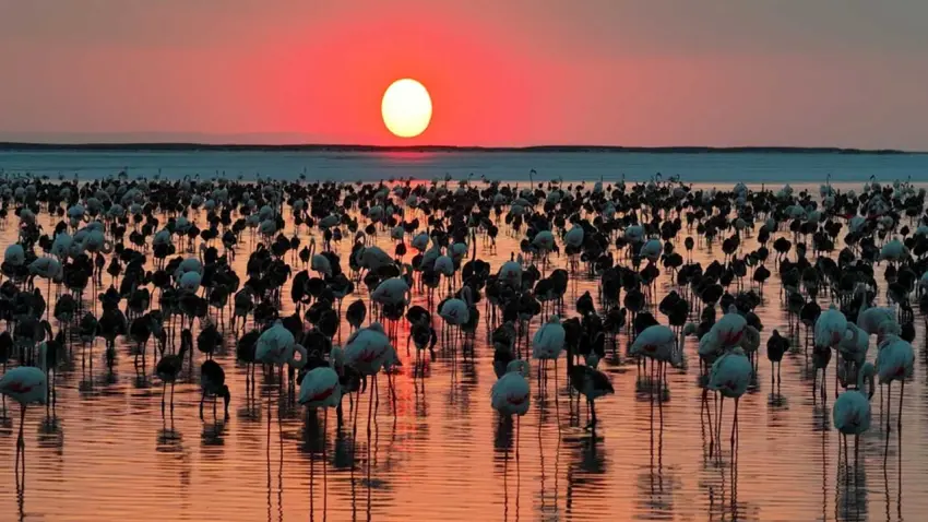 Tuz Gölü'nde flamingo şöleni: Son 5 yılın en yüksek yavru sayısına ulaşıldı!