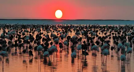 Tuz Gölü'nde flamingo şöleni: Son 5 yılın en yüksek yavru sayısına ulaşıldı!