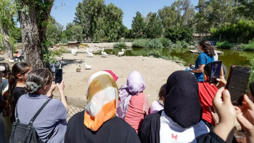 sasalı