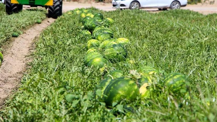 Tarlada 5, markette 17 lira: Karpuzda fiyat uçurumuna üretici tepkili! haberinin görseli