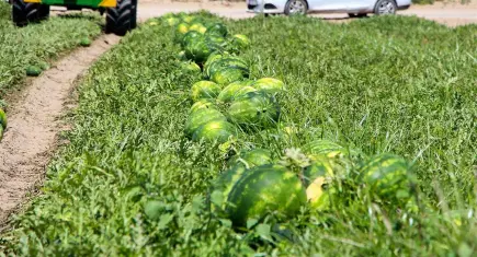 Tarlada 5, markette 17 lira: Karpuzda fiyat uçurumuna üretici tepkili!