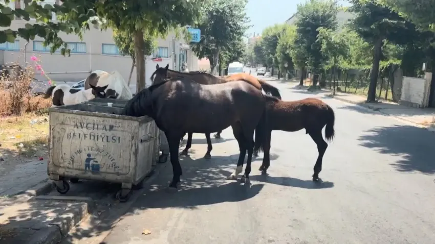 Avcılar'da başıboş yılkı atları tehlike saçıyor: Sürücü adayları zor anlar yaşıyor haberinin görseli