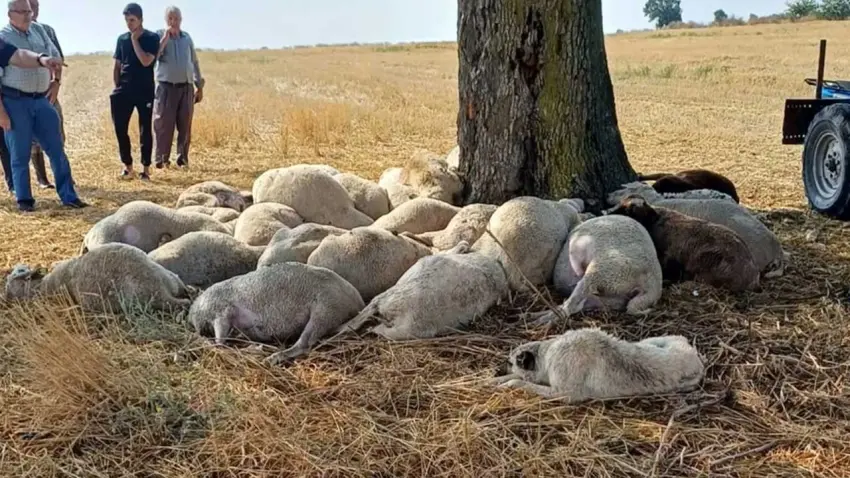 Edirne'de yıldırım faciası: 30 koyun öldü