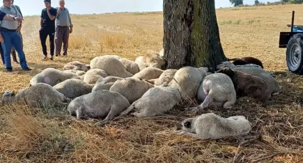 Edirne'de yıldırım faciası: 30 koyun öldü