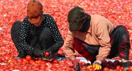 Güneşe serilen domatesler Torbalı Ovası'nı kırmızıya boyadı