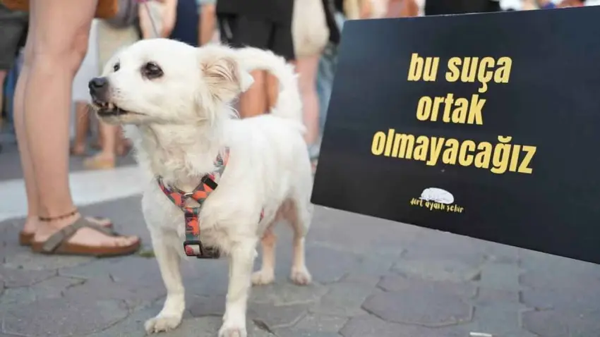 Hayvan, Yaşam, Özgürlük İnisiyatifi'nden yeni kampanya: Yaşatan Bir Yasa İstiyoruz haberinin görseli
