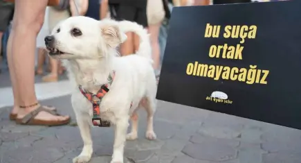 Hayvan, Yaşam, Özgürlük İnisiyatifi'nden yeni kampanya: Yaşatan Bir Yasa İstiyoruz