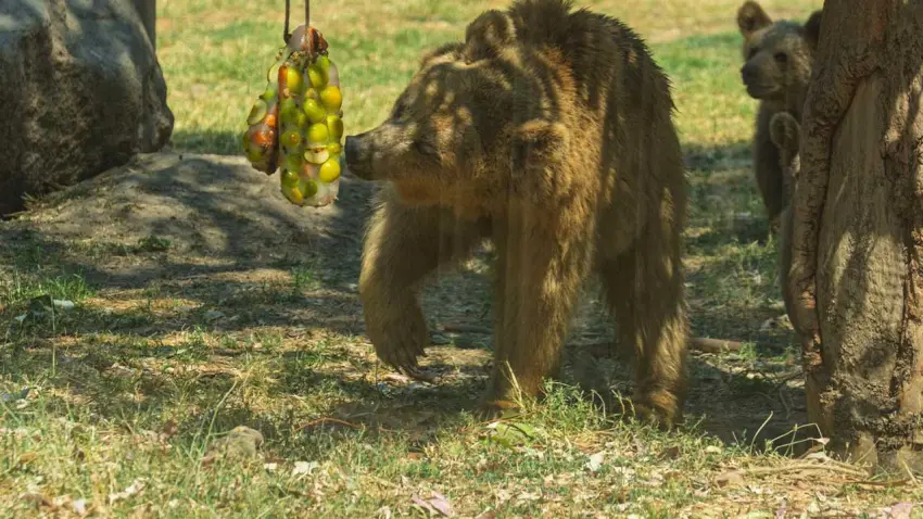 AYI