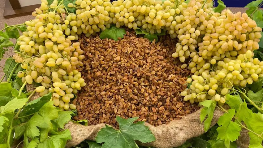 üzüm