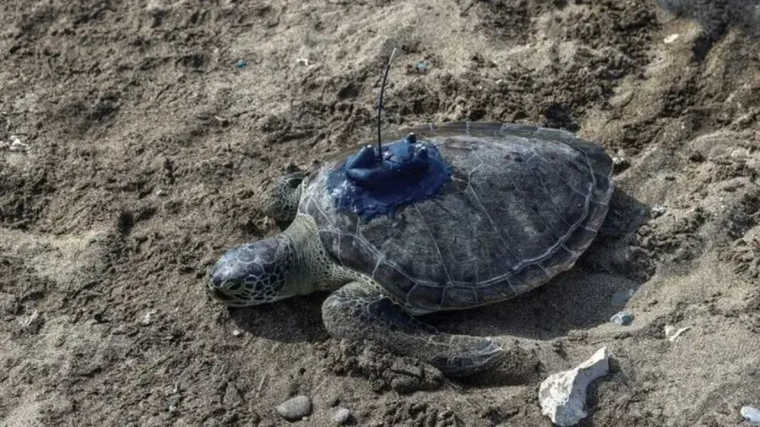 Uydu takipli yeşil deniz kaplumbağaları Mersin'de denize uğurlandı haberinin görseli