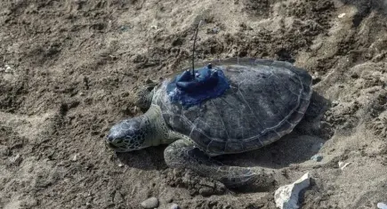 Uydu takipli yeşil deniz kaplumbağaları Mersin'de denize uğurlandı