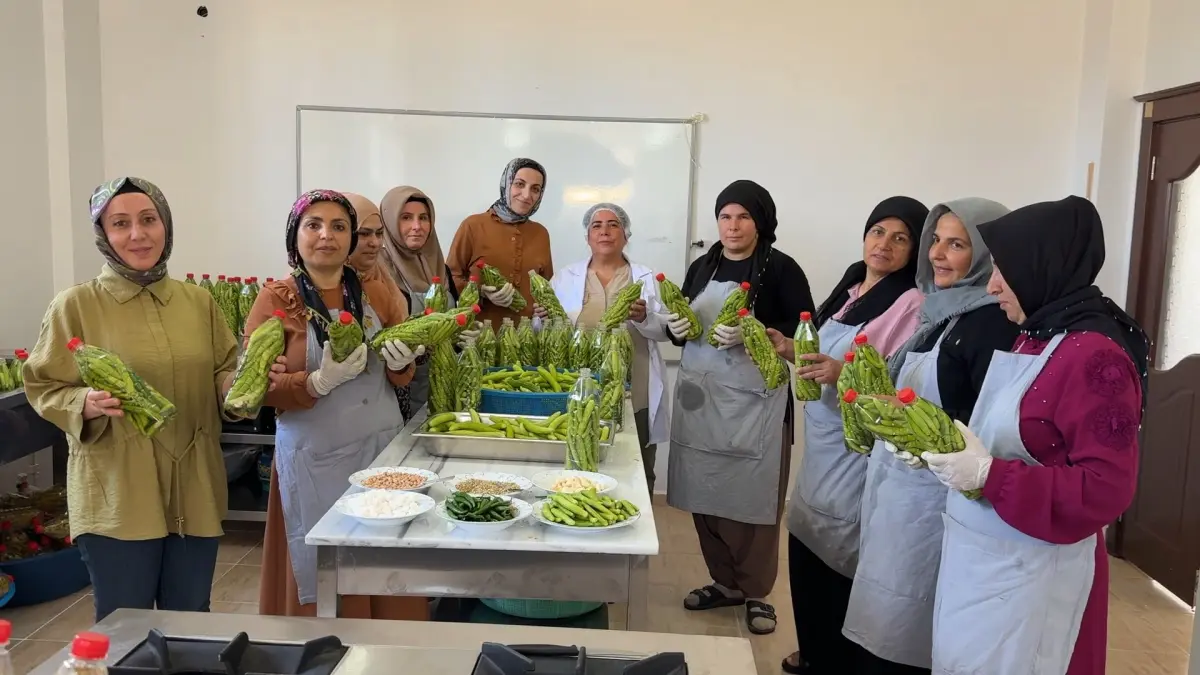 Midyatlı kadınlar coğrafi işaretli Acuru turşuya dönüştürüyor görseli