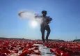 Türkiye'den 6 ayda 61 milyon dolarlık kurutulmuş domates ihracatı