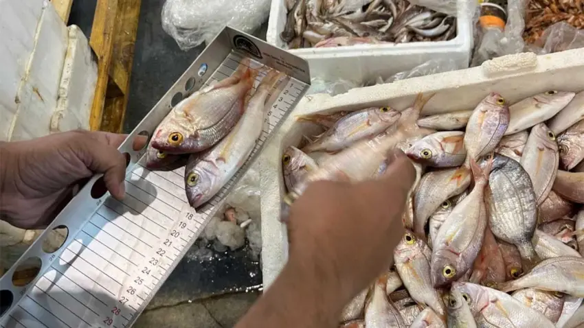İzmir’de yasa dışı su ürünü ticaretine denetim haberinin görseli