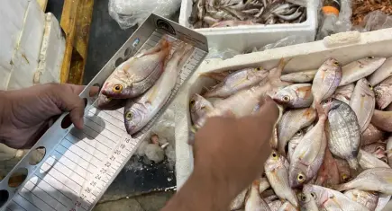 İzmir’de yasa dışı su ürünü ticaretine denetim