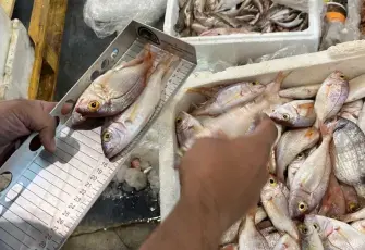 İzmir’de yasa dışı su ürünü ticaretine denetim