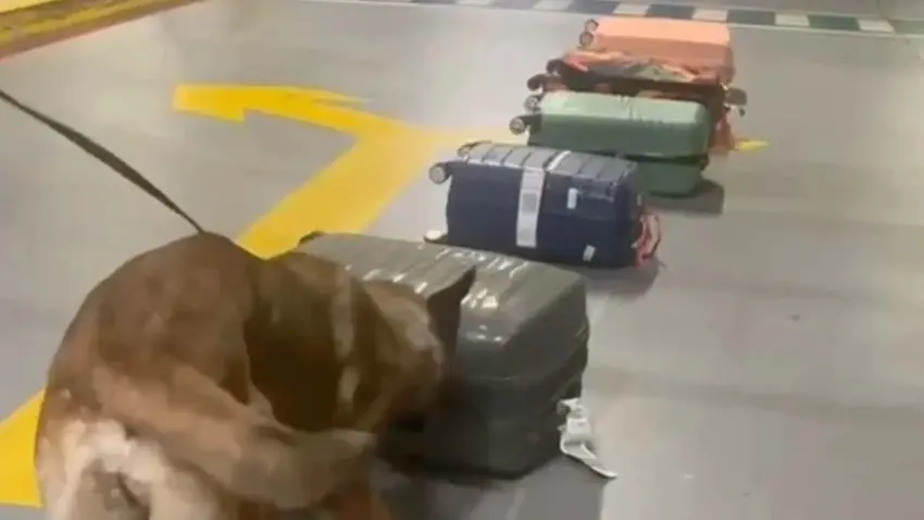 İstanbul'da uyuşturucu operasyonu: Valizden 33 kilogram kokain çıktı haberinin görseli