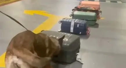 İstanbul'da uyuşturucu operasyonu: Valizden 33 kilogram kokain çıktı