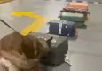 İstanbul'da uyuşturucu operasyonu: Valizden 33 kilogram kokain çıktı