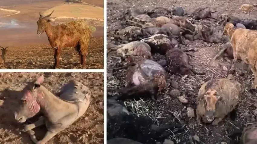 Orman yangınlarında yaban hayvanları için tahliye planı çağrısı haberinin görseli