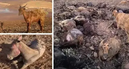 Orman yangınlarında yaban hayvanları için tahliye planı çağrısı