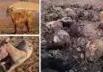 Orman yangınlarında yaban hayvanları için tahliye planı çağrısı