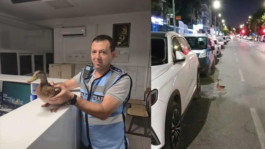 Zabıta ekiplerinden ördeğe hayat kurtaran müdahale haberinin görseli