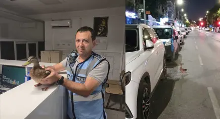 Zabıta ekiplerinden ördeğe hayat kurtaran müdahale
