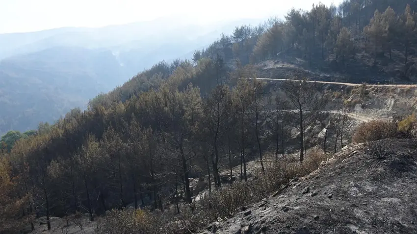 Aydın’da yangınla mücadelede 3’üncü gün: 8 helikopterle havadan müdahale yeniden başladı haberinin görseli