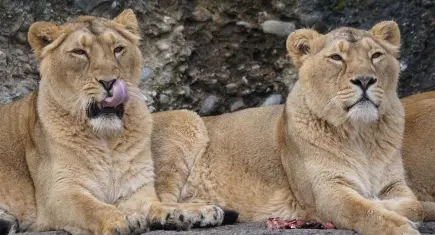 Japonya’da sıcak hava dalgası can aldı: Hayvanat bahçesinde 3 aslan telef oldu!