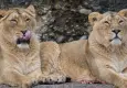 Japonya’da sıcak hava dalgası can aldı: Hayvanat bahçesinde 3 aslan telef oldu!