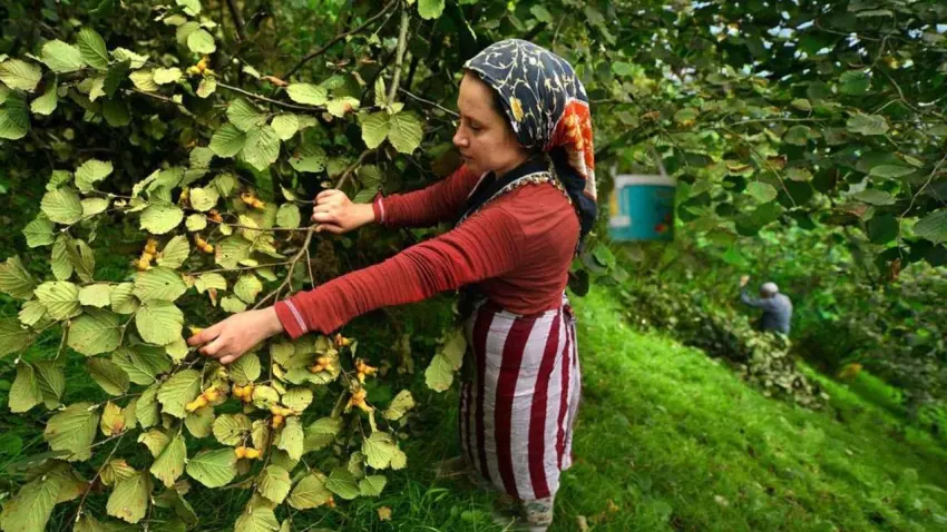 fındık hasadı