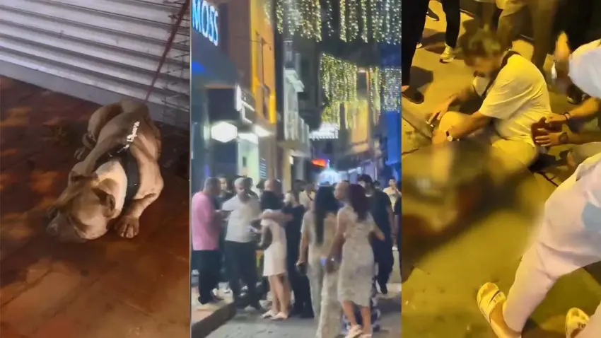 Beyoğlu'nda köpek kavgası kanlı bitti: Pıtbull'un sahibi 3 yerinden bıçaklandı haberinin görseli