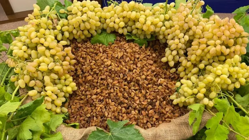 &Uuml;Z&Uuml;M