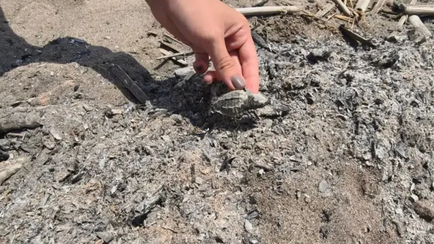 Antalya’da yasak ateş bir caretta yavrusunun yaşamını aldı haberinin görseli