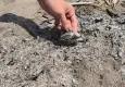 Antalya’da yasak ateş bir caretta yavrusunun yaşamını aldı