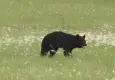 Ayı, iki kardeşi öldürdü