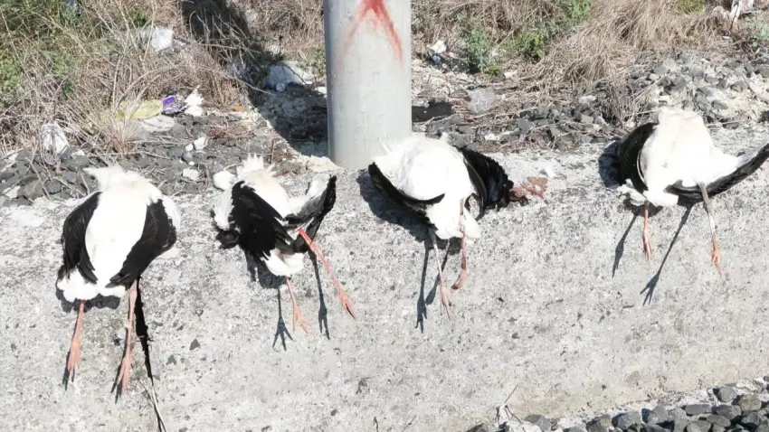 Göç yolundaki leyleklerin acı sonu: İstanbul'da 52 leylek akıma kapılarak öldü haberinin görseli