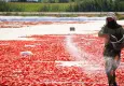 Torbalı’nın kuru domates emekçilerine Büyükşehir desteği