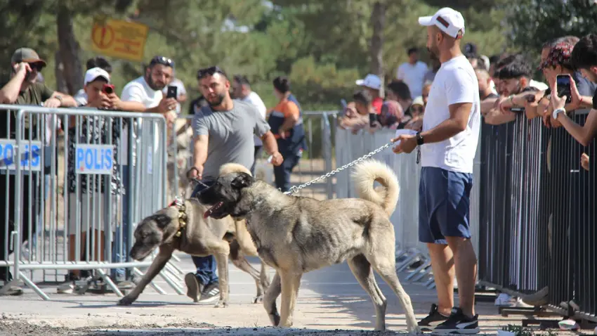 kangal