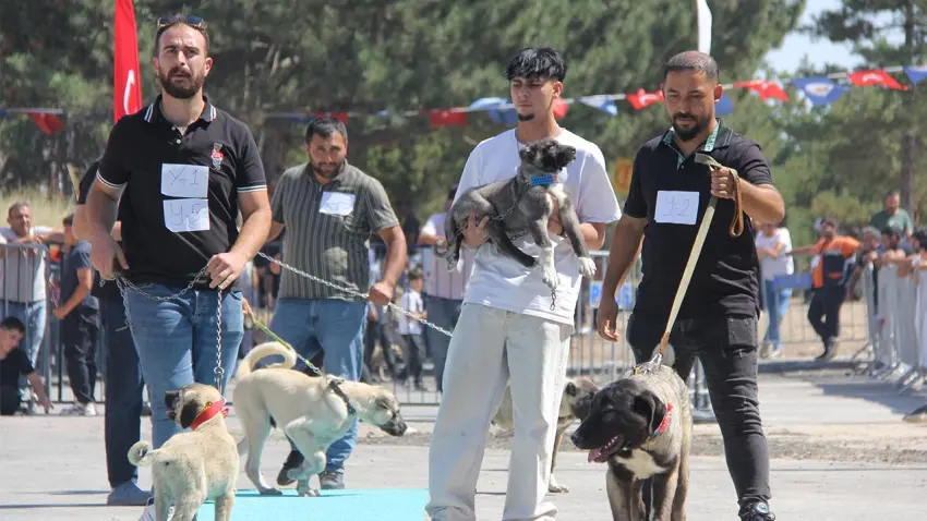 Sivas'ta kangal köpekleri güzellik yarışmasında podyuma çıktı haberinin görseli