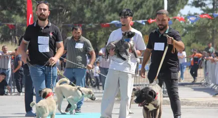 Sivas'ta kangal köpekleri güzellik yarışmasında podyuma çıktı