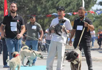 Sivas'ta kangal köpekleri güzellik yarışmasında podyuma çıktı