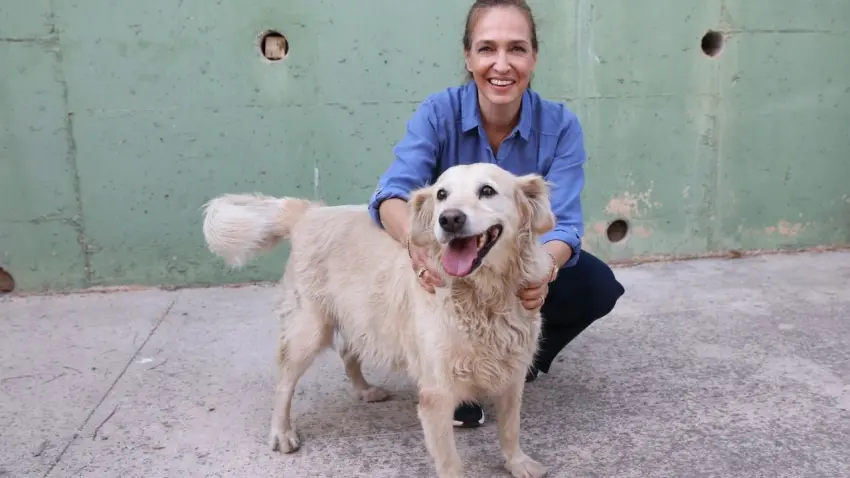 Karşıyaka’da 282 köpek yuva bekliyor haberinin görseli
