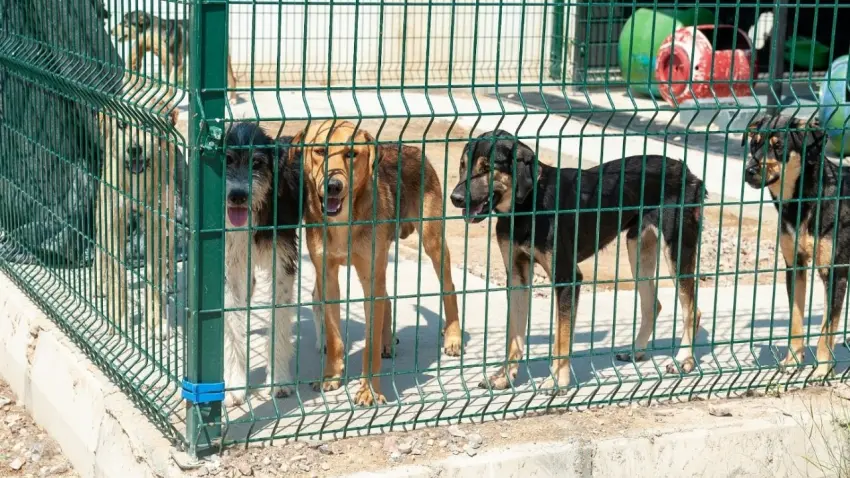 k&ouml;pekler