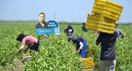 Toprağın efendisi kendi tarlasında maraba