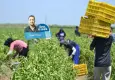 Toprağın efendisi kendi tarlasında maraba