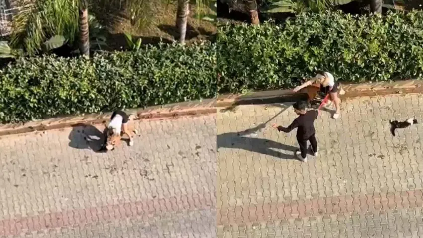 Adana'da pitbull dehşeti! Kediyi parçalayan köpeğin sahibi ‘polisi aramayın’ dedi haberinin görseli